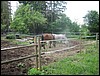 koplid (16).jpg